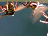 Vespa crabro Durch Ventilation an einer Nestöffnung erhöht die Hornisse den Luftwechsel