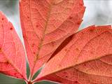 Vor dem Laubfall im Spätherbst färben sich die Blätter um, indem ein chemischer Umbau in den Blättern stattfindet.