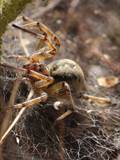 Agelena labyrinthica legt ausgedehnte Trichternetze zwischen Gräsern oder in niedriger Vegetation bis in etwa 1 m Höhe an. Das flache Netz geht an einer Seite in eine Gespinströhre über, in der die Spinne meist auf Beute lauert. 