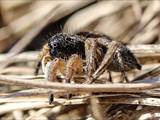 Sie sind die artenreichste Familie in der Ordnung der Webspinnen (Araneae). Springspinnen lauern ihrer Beute auf und springen sie an (Name).