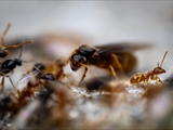 Gelbe Wiesenameise (Lasius flavus):  Ausschwärmen der großen geflügelten Königinnen und   der geflügelten schwarzen Männchen zum Hochzeitsflug.  Ungeflügelte gelbe Arbeiterinnen helfen. 