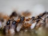 Gelbe Wiesenameise (Lasius flavus):  Ausschwärmen der großen geflügelten Königinnen und   der geflügelten schwarzen Männchen zum Hochzeitsflug.  Ungeflügelte gelbe Arbeiterinnen helfen. 