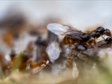 Gelbe Wiesenameise (Lasius flavus):  Ausschwärmen der großen geflügelten Königinnen und   der geflügelten schwarzen Männchen zum Hochzeitsflug.  Ungeflügelte gelbe Arbeiterinnen helfen. 