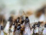 Gelbe Wiesenameise (Lasius flavus):  Ausschwärmen der großen geflügelten Königinnen und   der geflügelten schwarzen Männchen zum Hochzeitsflug.  Ungeflügelte gelbe Arbeiterinnen helfen. 