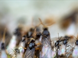 Gelbe Wiesenameise (Lasius flavus):  Ausschwärmen der großen geflügelten Königinnen und   der geflügelten schwarzen Männchen zum Hochzeitsflug.  Ungeflügelte gelbe Arbeiterinnen helfen. 