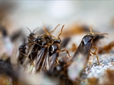 Gelbe Wiesenameise (Lasius flavus):  Ausschwärmen der großen geflügelten Königinnen und   der geflügelten schwarzen Männchen zum Hochzeitsflug.  Ungeflügelte gelbe Arbeiterinnen helfen. 