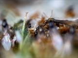 Gelbe Wiesenameise (Lasius flavus):  Ausschwärmen der großen geflügelten Königinnen und   der geflügelten schwarzen Männchen zum Hochzeitsflug.  Ungeflügelte gelbe Arbeiterinnen helfen. 