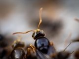 Gelbe Wiesenameise (Lasius flavus):  Ausschwärmen der großen geflügelten Königinnen und   der geflügelten schwarzen Männchen zum Hochzeitsflug.  Ungeflügelte gelbe Arbeiterinnen helfen. 