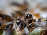 Gelbe Wiesenameise (Lasius flavus):  Ausschwärmen der großen geflügelten Königinnen und   der geflügelten schwarzen Männchen zum Hochzeitsflug.  Ungeflügelte gelbe Arbeiterinnen helfen. 