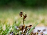 Gelbe Wiesenameise (Lasius flavus):  Ausschwärmen der großen geflügelten Königinnen und   der geflügelten schwarzen Männchen zum Hochzeitsflug.  Ungeflügelte gelbe Arbeiterinnen helfen. 