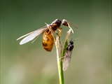 Gelbe Wiesenameise (Lasius flavus):  Ausschwärmen der großen geflügelten Königinnen und   der geflügelten schwarzen Männchen zum Hochzeitsflug.  Ungeflügelte gelbe Arbeiterinnen helfen. 