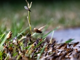 Gelbe Wiesenameise (Lasius flavus):  Ausschwärmen der großen geflügelten Königinnen und   der geflügelten schwarzen Männchen zum Hochzeitsflug.  Ungeflügelte gelbe Arbeiterinnen helfen. 