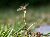 Gelbe Wiesenameise (Lasius flavus):  Ausschwärmen der großen geflügelten Königinnen und   der geflügelten schwarzen Männchen zum Hochzeitsflug.  Ungeflügelte gelbe Arbeiterinnen helfen. 