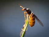 Gelbe Wiesenameise (Lasius flavus):  Ausschwärmen der großen geflügelten Königinnen und  der geflügelten schwarzen Männchen zum Hochzeitsflug.  Ungeflügelte gelbe Arbeiterinnen helfen. 