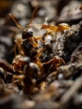 Gelbe Wiesenameise (Lasius flavus):  Ausschwärmen der großen geflügelten Königinnen und   der geflügelten schwarzen Männchen zum Hochzeitsflug.  Ungeflügelte gelbe Arbeiterinnen helfen. 