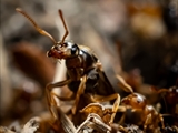 Gelbe Wiesenameise (Lasius flavus):  Ausschwärmen der großen geflügelten Königinnen und   der geflügelten schwarzen Männchen zum Hochzeitsflug.  Ungeflügelte gelbe Arbeiterinnen helfen. 