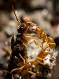 Gelbe Wiesenameise (Lasius flavus):  Ausschwärmen der großen geflügelten Königinnen und   der geflügelten schwarzen Männchen zum Hochzeitsflug.  Ungeflügelte gelbe Arbeiterinnen helfen. 