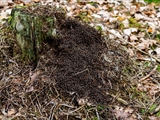 Kahlrückige Waldameise (Formica polyctena) Frühlingserwachen nach der Winterruhe:  Sonnenbad