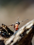 Kahlrückige Waldameise (Formica polyctena) Frühlingserwachen nach der Winterruhe:  Sonnenbad, Nestbau, Nahrungsversorung, Kommunikation