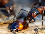 Kahlrückige Waldameise (Formica polyctena) Frühlingserwachen nach der Winterruhe:  Sonnenbad, Nestbau, Nahrungsversorung, Kommunikation