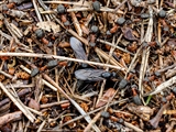 Kahlrückige Waldameise (Formica polyctena) Frühlingserwachen nach der Winterruhe:  Sonnenbad, hier mit männlichen geflügelten Waldameisen