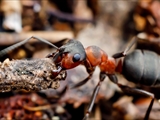 Kahlrückige Waldameise (Formica polyctena) Frühlingserwachen nach der Winterruhe:  Sonnenbad, Nestbau, Nahrungsversorung, Kommunikation