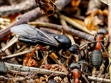 Kahlrückige Waldameise (Formica polyctena) Frühlingserwachen nach der Winterruhe:  Sonnenbad, hier mit männlicher geflügelten Waldameise