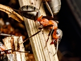 Kahlrückige Waldameise (Formica polyctena) Frühlingserwachen nach der Winterruhe:  Sonnenbad, Nestbau, Nahrungsversorung, Kommunikation