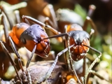 Kahlrückige Waldameise (Formica polyctena). Möglicherweise liegt eine Hybridbildung zwischen F. rufa und F. polyctena vor.