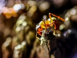 Kahlrückige Waldameise (Formica polyctena). Möglicherweise liegt eine Hybridbildung zwischen F. rufa und F. polyctena vor.