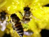 Beobachtet am 21.10.2019 im Botanischen Garten, Berlin.