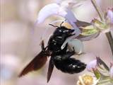 Beobachtet am 08. Juni 2018 im Botanischen Garten, Berlin.