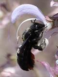 Beobachtet am 08. Juni 2018 im Botanischen Garten, Berlin.