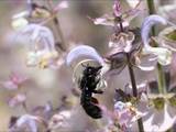 Beobachtet am 08. Juni 2018 im Botanischen Garten, Berlin.