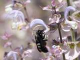 Beobachtet am 08. Juni 2018 im Botanischen Garten, Berlin.