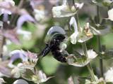 Beobachtet am 08. Juni 2018 im Botanischen Garten, Berlin.