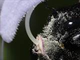 Beobachtet am 08. Juni 2018 im Botanischen Garten, Berlin.