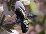 Beobachtet am 08. Juni 2018 im Botanischen Garten, Berlin.