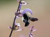 Beobachtet am 08. Juni 2018 im Botanischen Garten, Berlin.