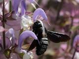 Beobachtet am 08. Juni 2018 im Botanischen Garten, Berlin.