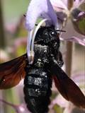 Beobachtet am 08. Juni 2018 im Botanischen Garten, Berlin.