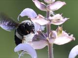 Beobachtet am 08. Juni 2018 im Botanischen Garten, Berlin.