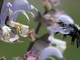 Beobachtet am 08. Juni 2018 im Botanischen Garten, Berlin.