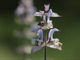 Beobachtet am 08. Juni 2018 im Botanischen Garten, Berlin.