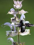 Beobachtet am 08. Juni 2018 im Botanischen Garten, Berlin.