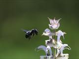 Beobachtet am 08. Juni 2018 im Botanischen Garten, Berlin.