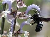 Beobachtet am 08. Juni 2018 im Botanischen Garten, Berlin.