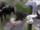 Beobachtet am 08. Juni 2018 im Botanischen Garten, Berlin.