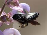 Beobachtet am 08. Juni 2018 im Botanischen Garten, Berlin.