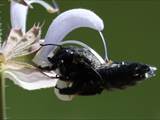 Beobachtet am 08. Juni 2018 im Botanischen Garten, Berlin.